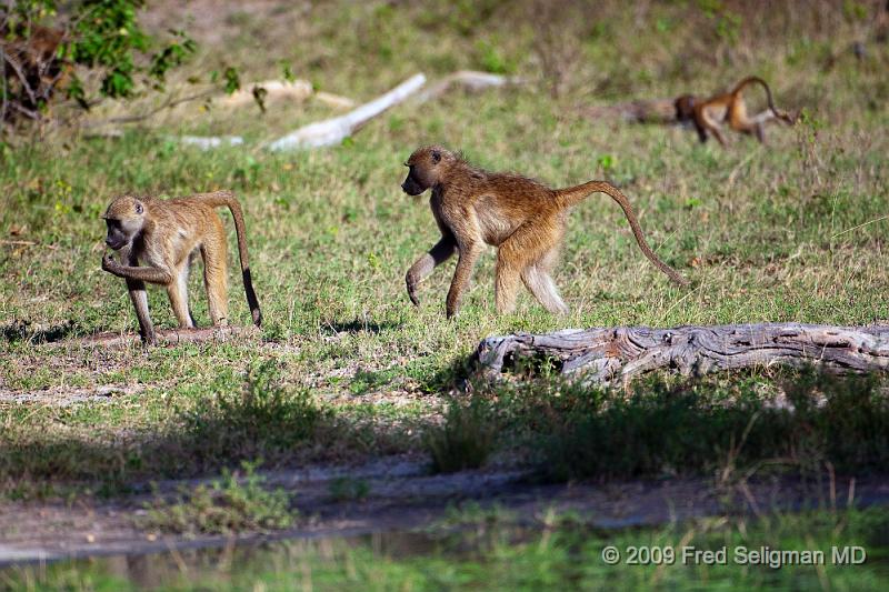 20090615_171124 D300 X1.jpg - Baboon